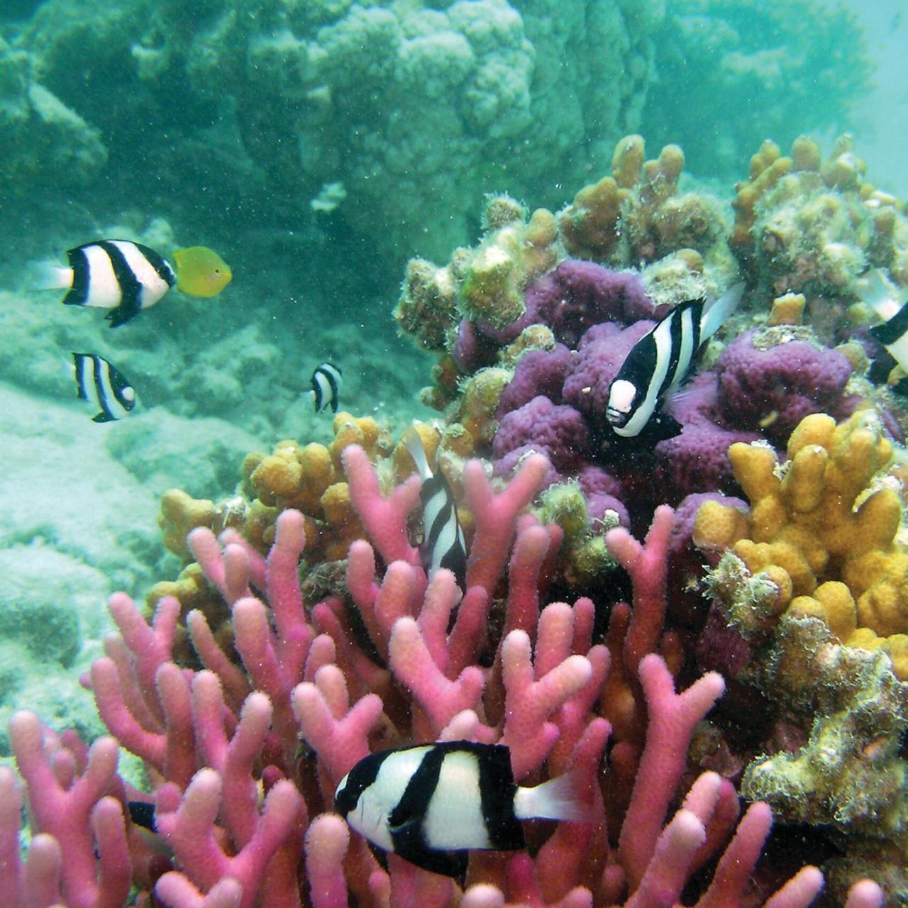 Reef Suite Агнес-Уотер Экстерьер фото