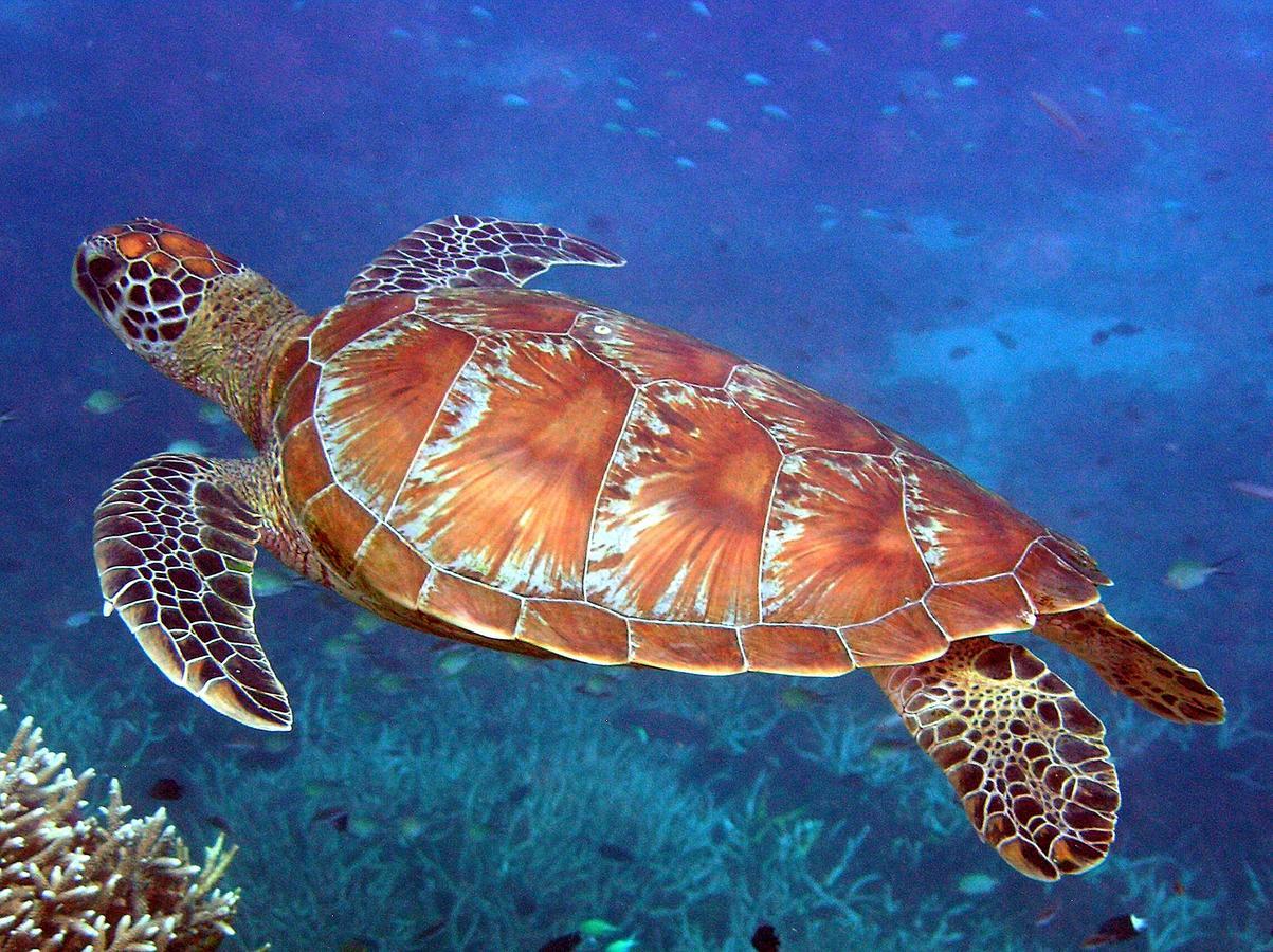 Reef Suite Агнес-Уотер Экстерьер фото